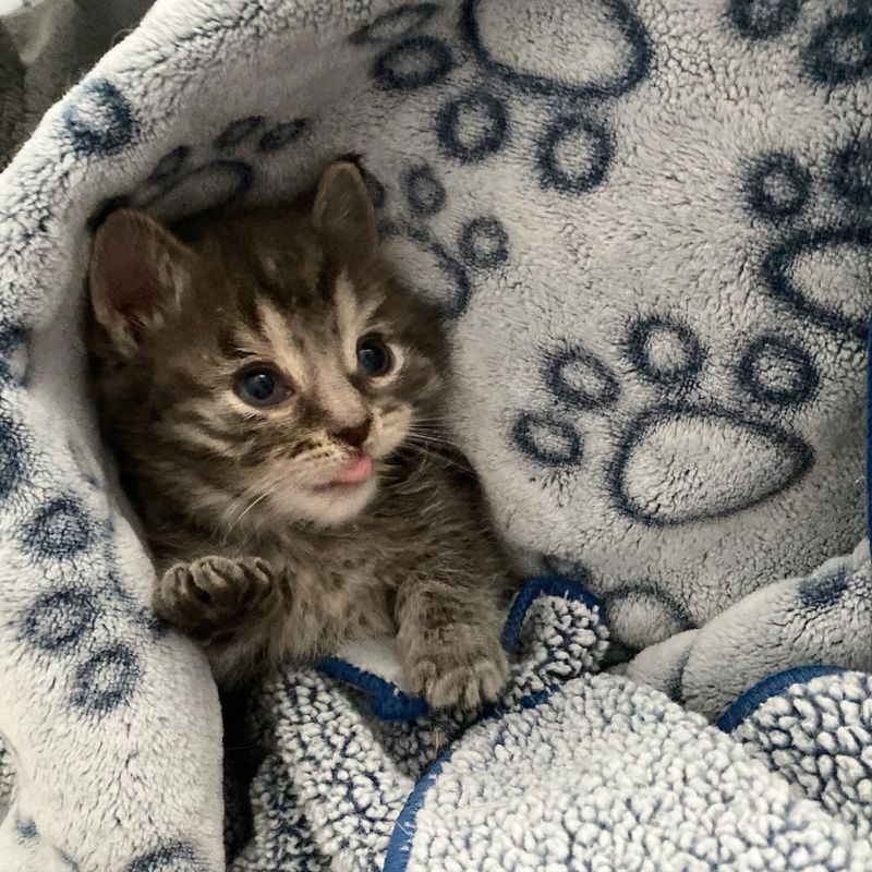 sweet kitten tongue