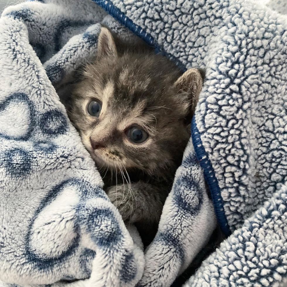 sweet kitten blanket