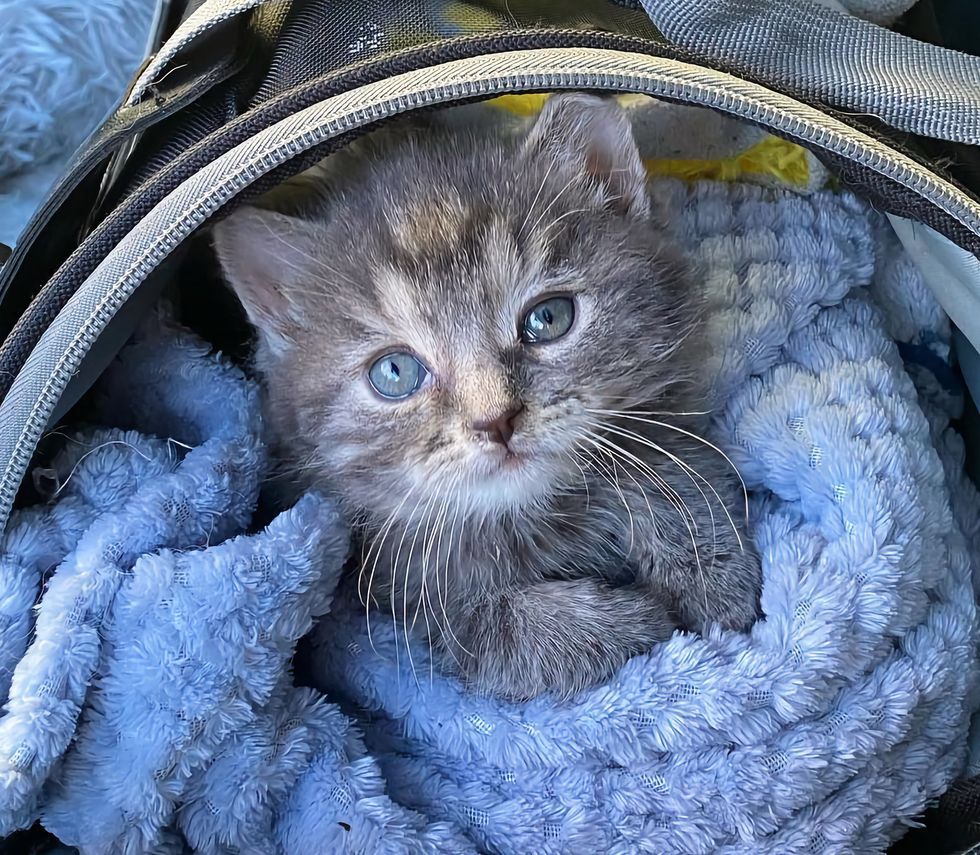 sweet kitten blankets
