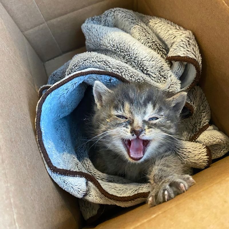 sweet kitten meowing