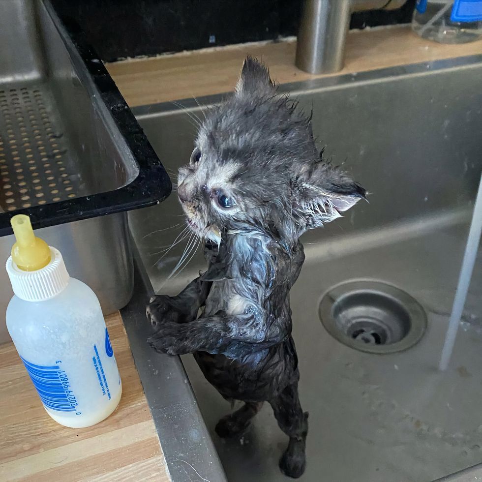 kitten bath sweet