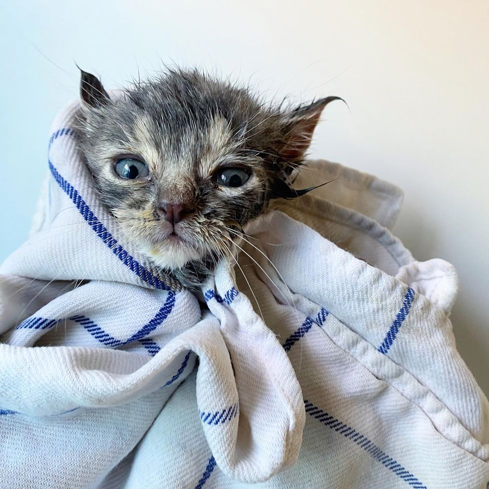 kitten purrito towel