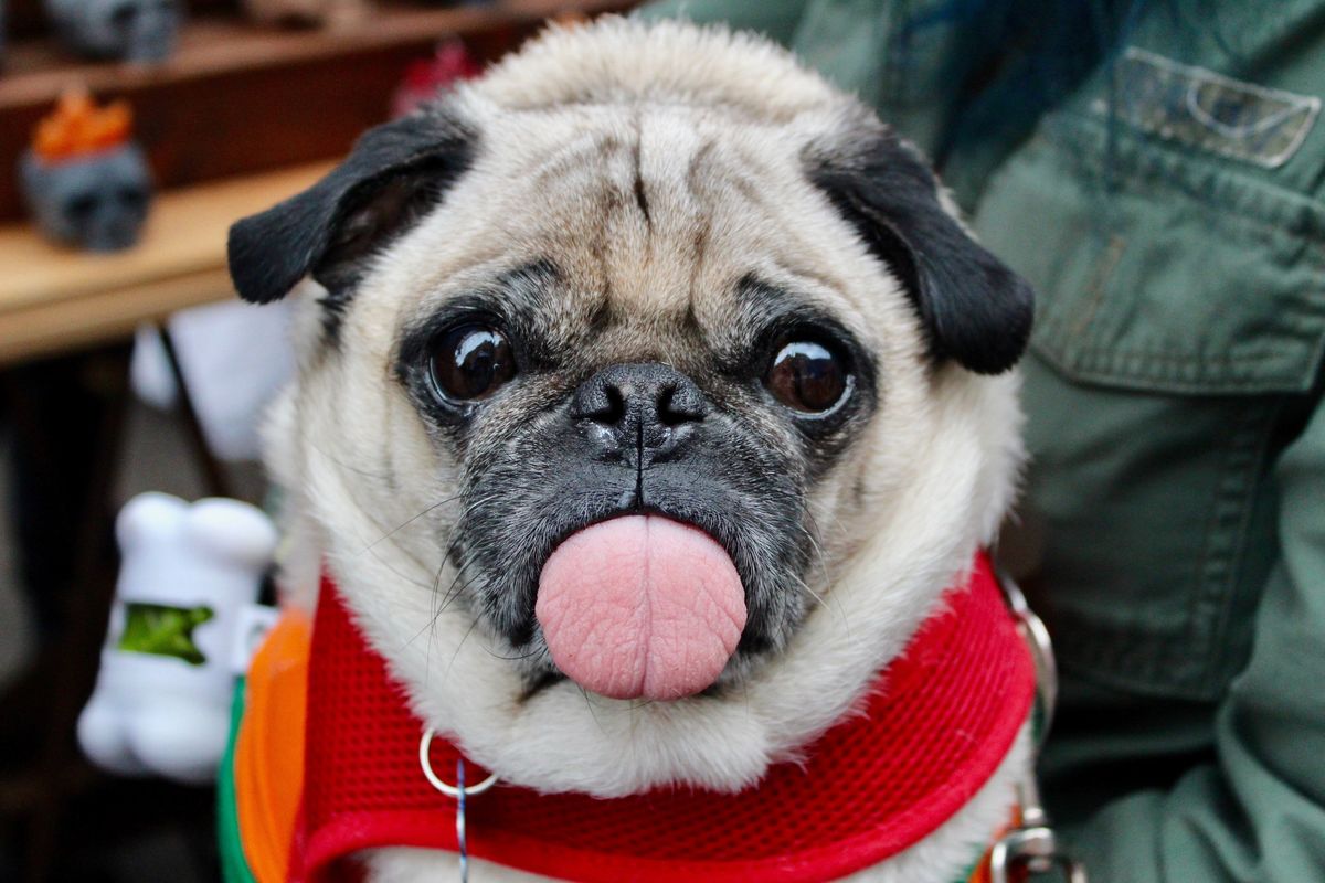 dog with tongue out