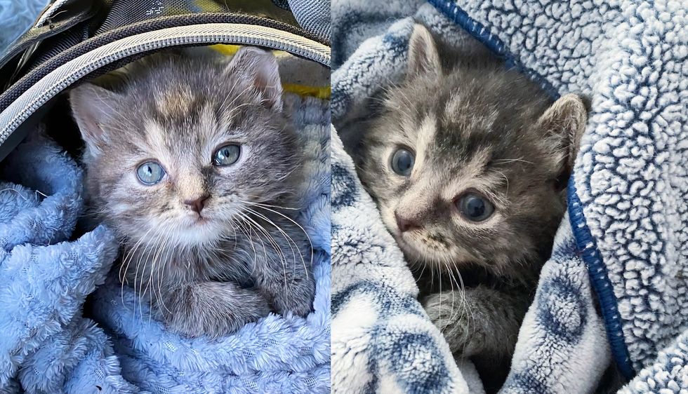 Man Spots Lone Kitten Huddled Among Fallen Leaves and Stops to Help‚ So the Young Cat Can Have Better Life