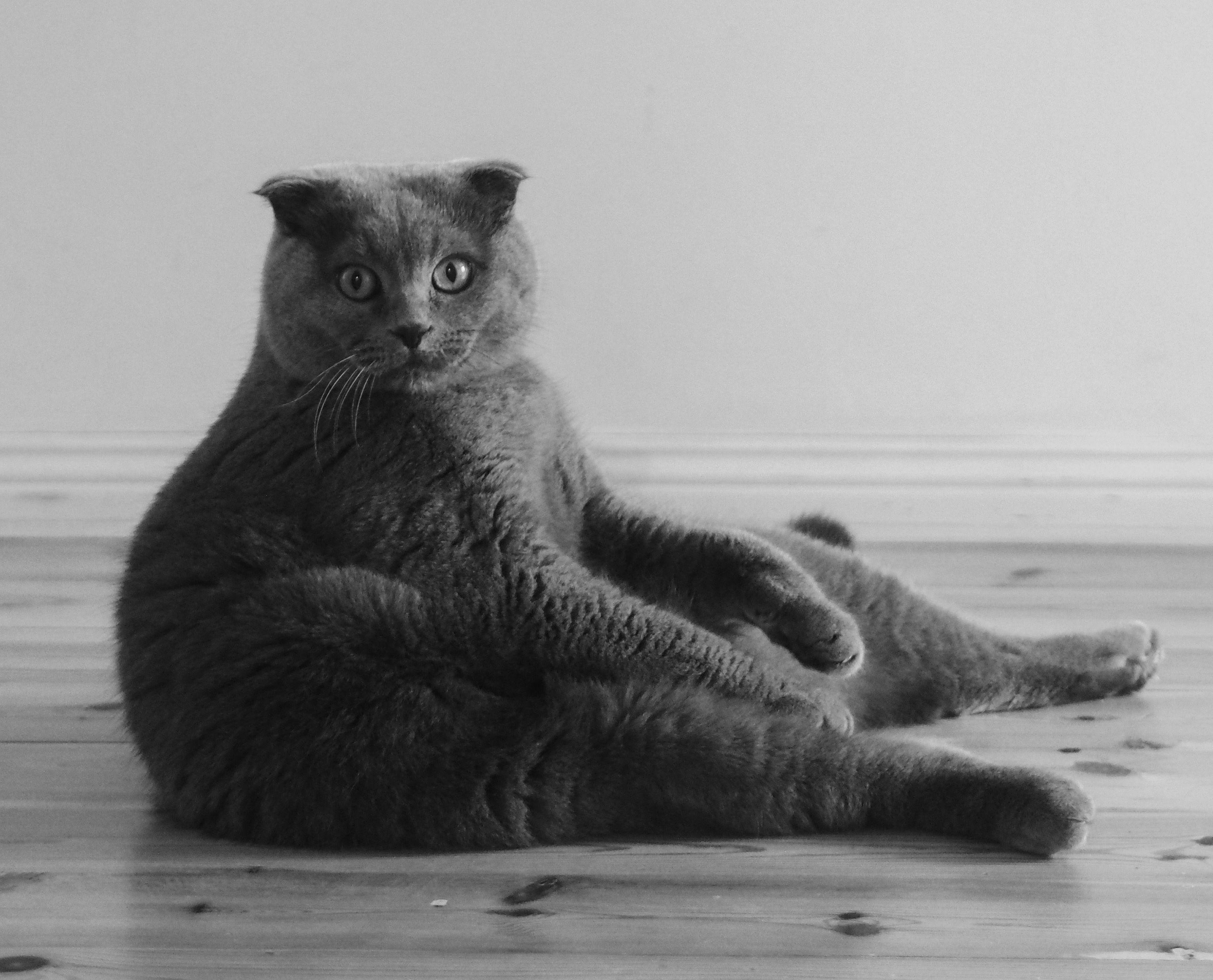 cat sitting in a silly position