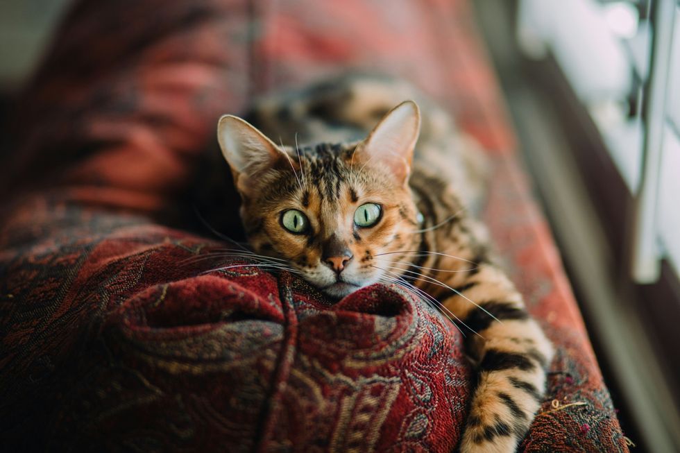 cat lounging on the back of a sofa