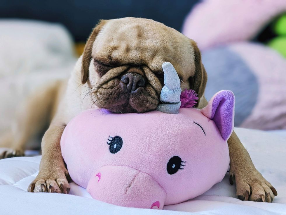 pug sleeping on a pink stuffied unicorn