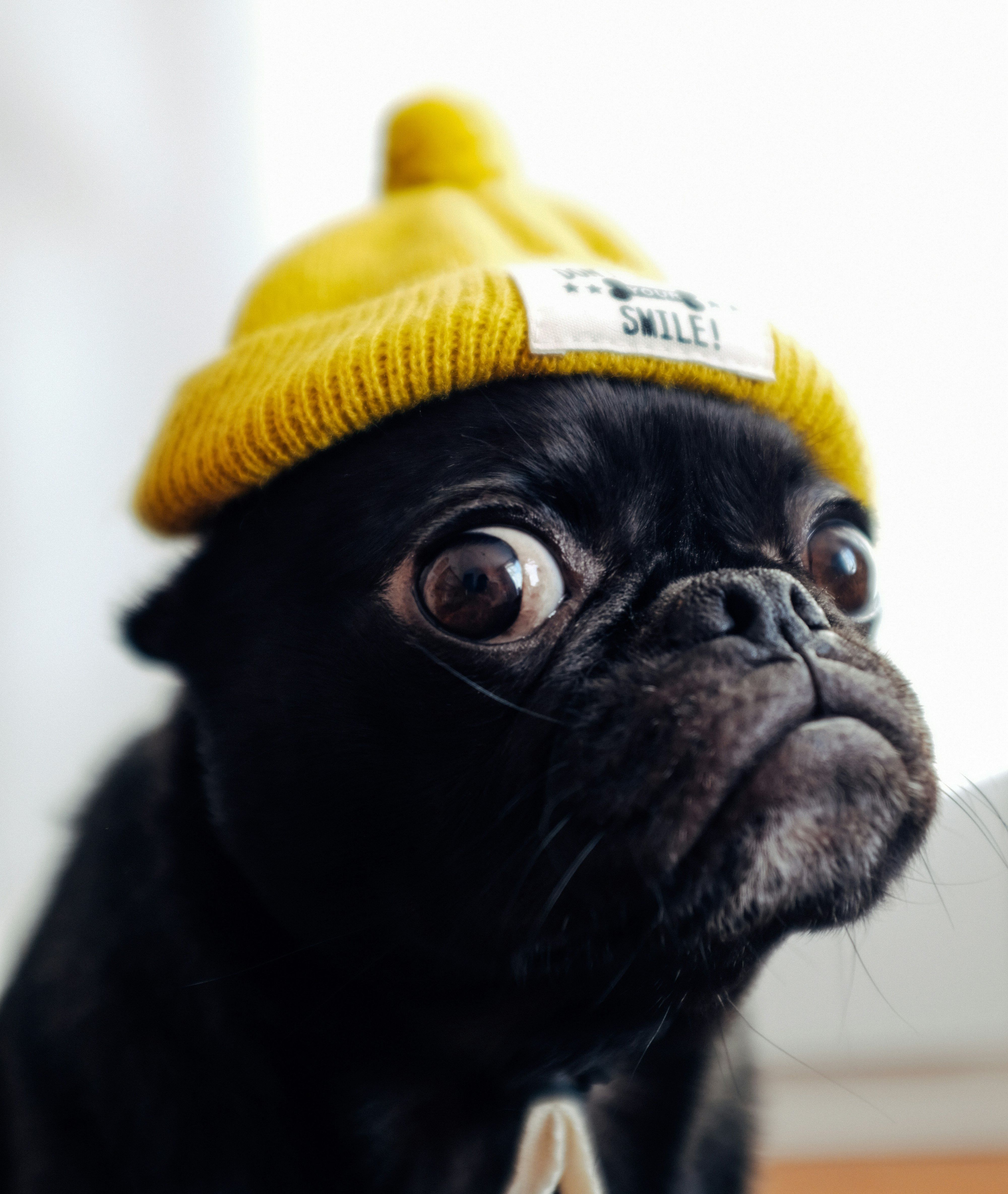big-eyed pug in a yellow beanie