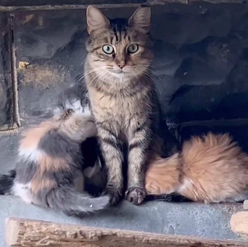 feral cat nursing kittens