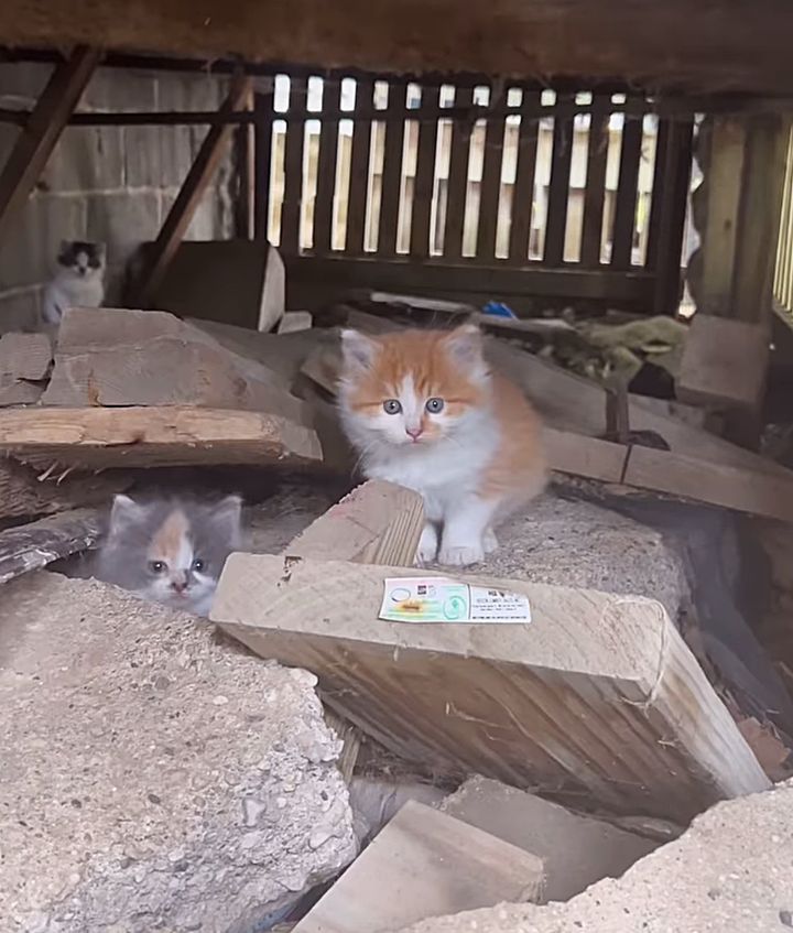 kittens porch living