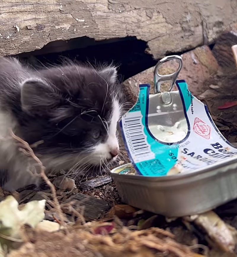 kitten fish treat