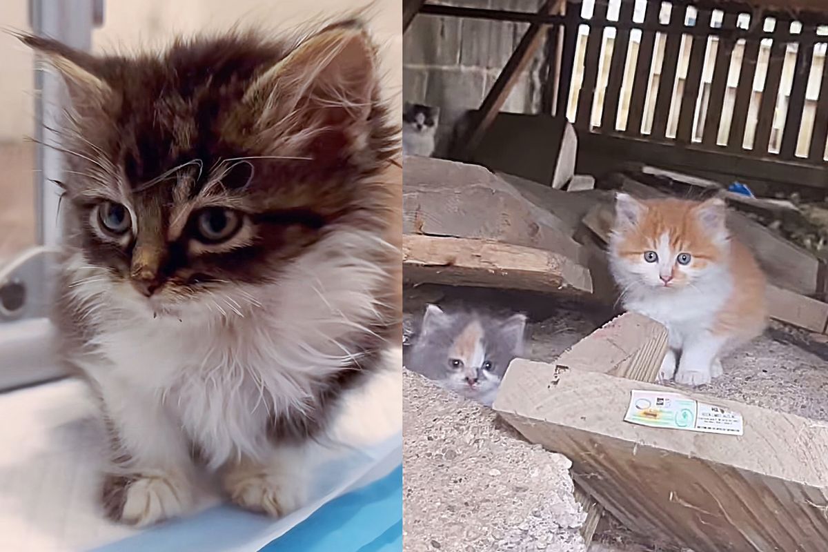 Woman Rescues Kittens Found Living Under a Porch, the Tiniest Kitty Has the Biggest Voice