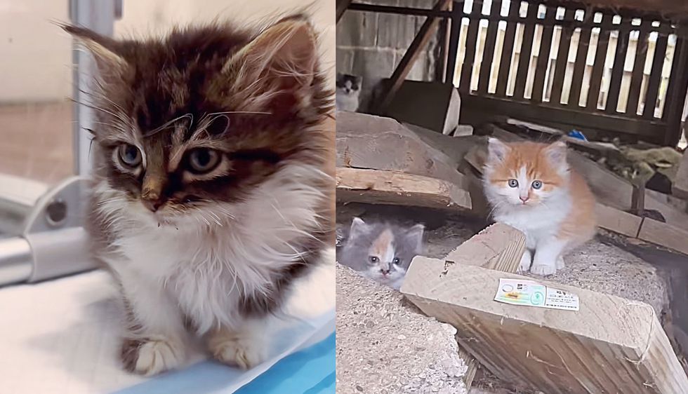 Kittens Living Under Porch with Cat Find Fresh Start Just in Time‚ the Smallest Kitty Has Biggest Voice