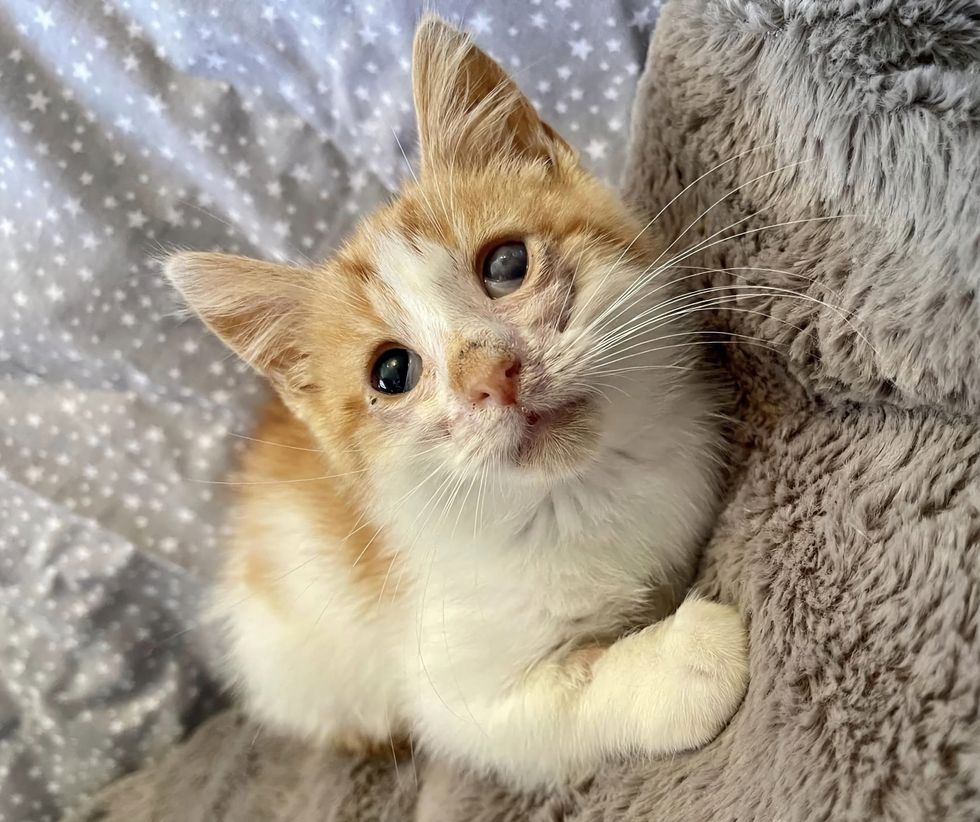 kitten sweet orange