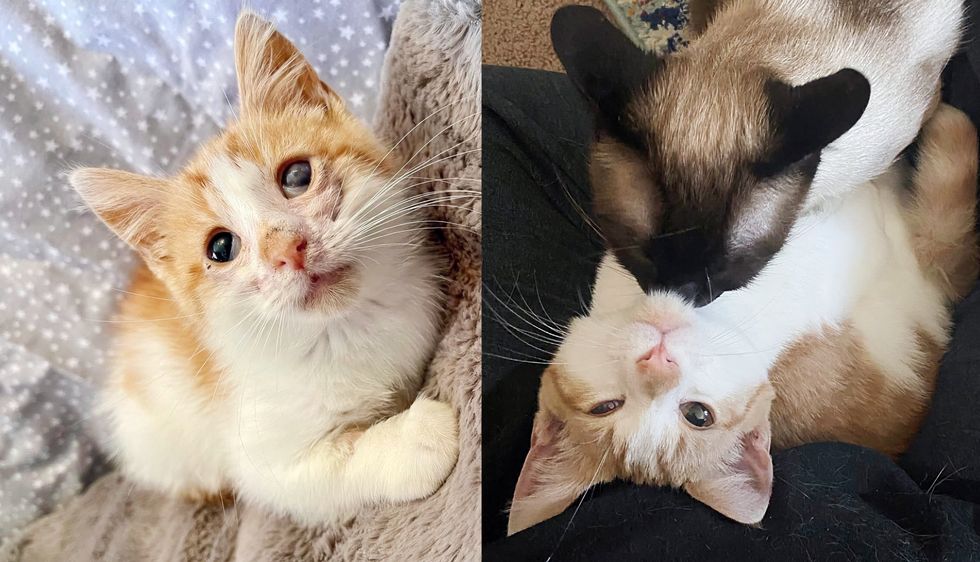 Kitten Continues to Roll Over Purring Even in Rough Shape‚ Then One Day He Meets Cat and Family of His Dreams