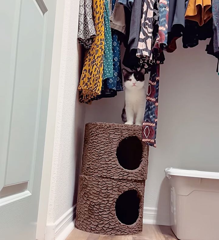 kitten clothes wardrobe