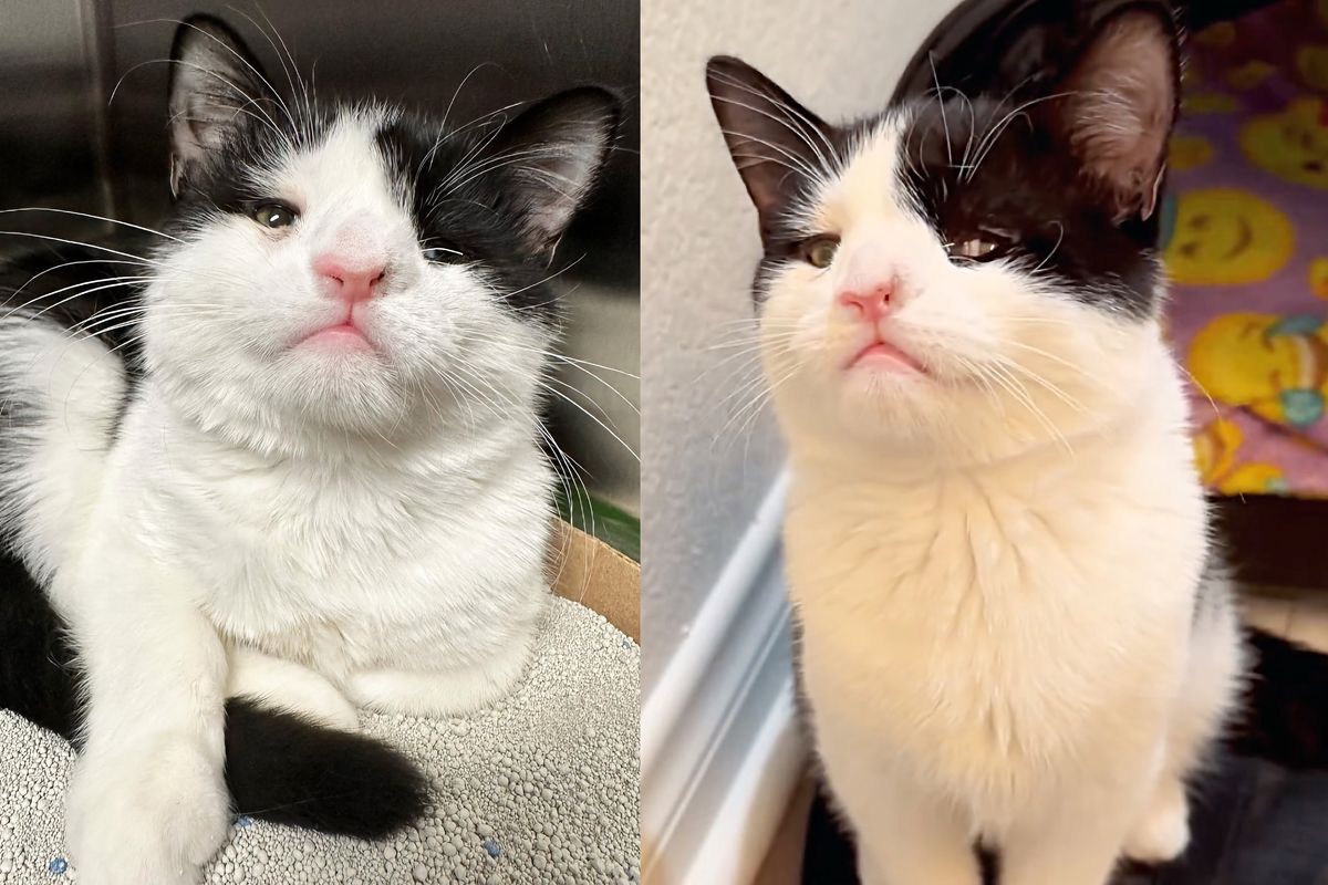 Kitten with Cutest Side Eye Found Woman to Help Him When Others Couldn't, Turned out to Be Most Joyful Cat