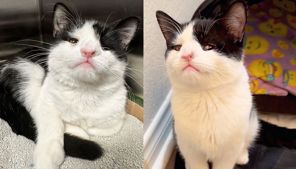 Kind Woman Took Kitten in When Others Couldn't‚ the Young Cat Became Her Source of Laughter and More