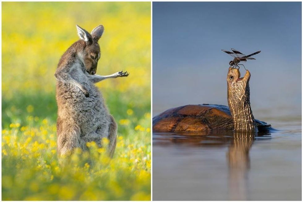 kangaroo playing air guitar, turtle smiling at a dragonfly on its nose