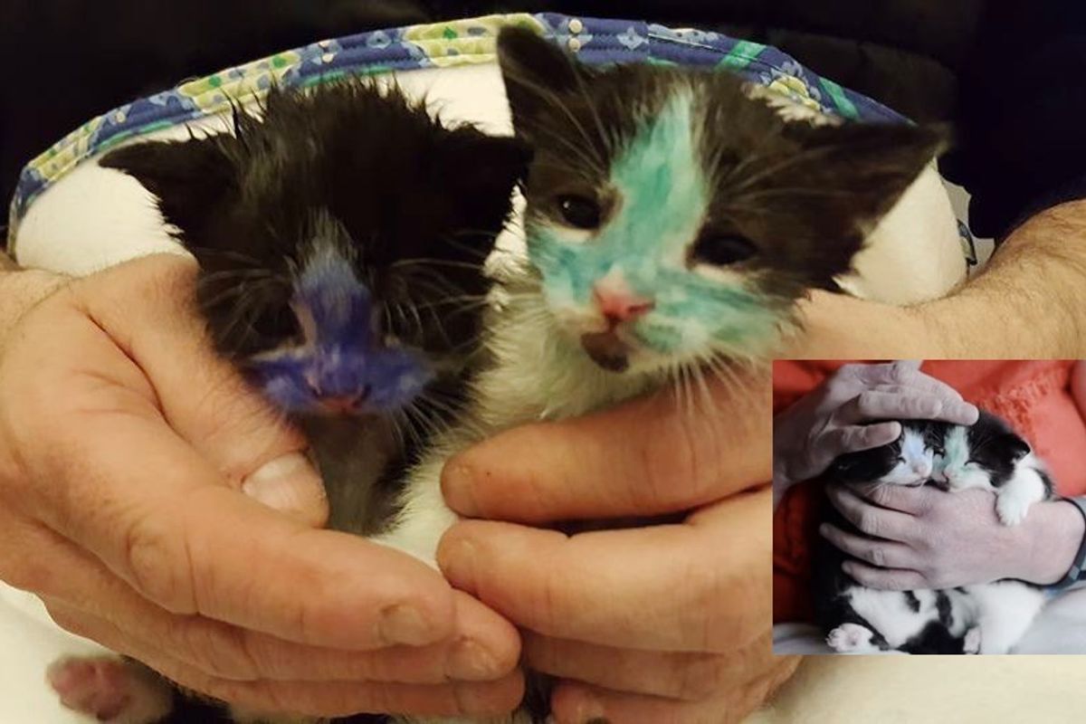 Kittens Found Covered in Ink Are Happy to Be in Loving Hands of Rescuers After Several Baths