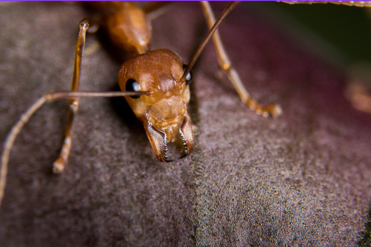 skydiving, fire ant bite