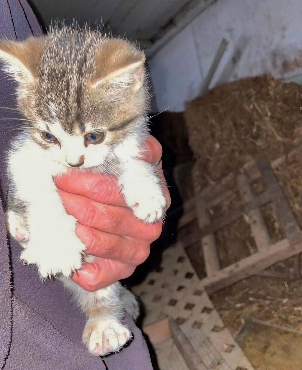 kitten rescued at barn