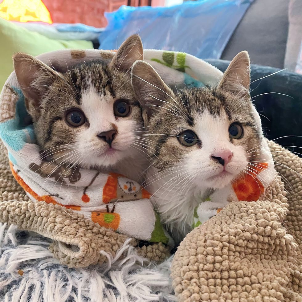 sweet kittens blanket snuggles