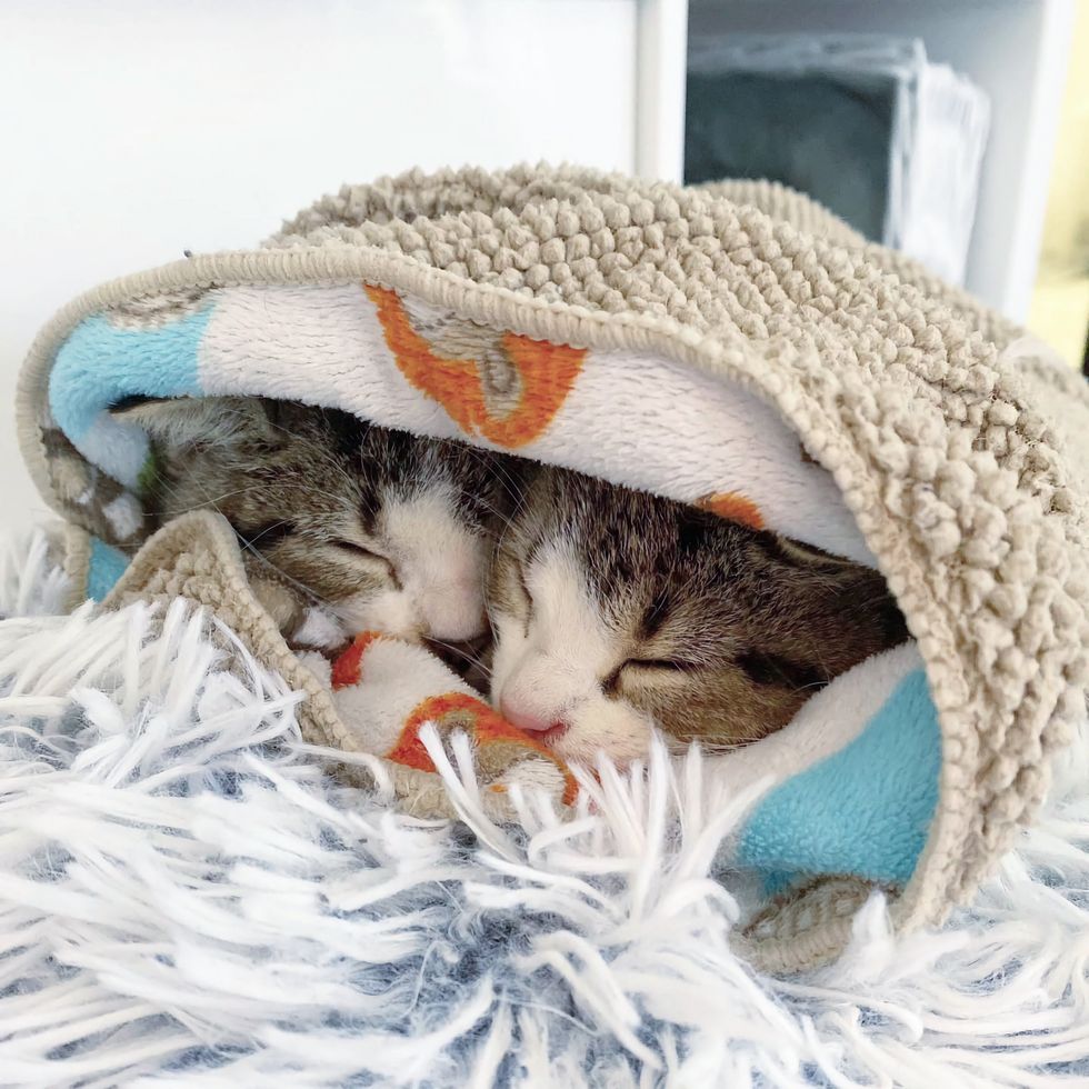 cozy snuggly kittens