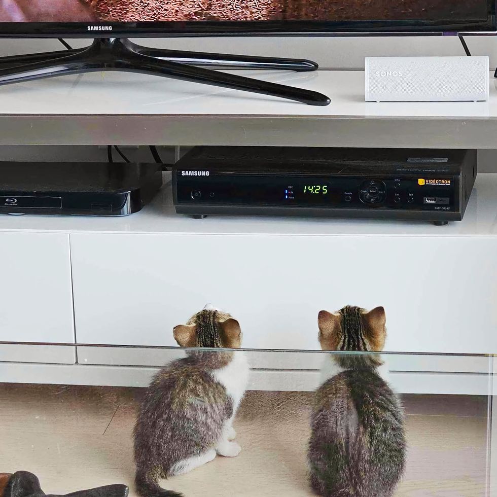 kittens watching tv