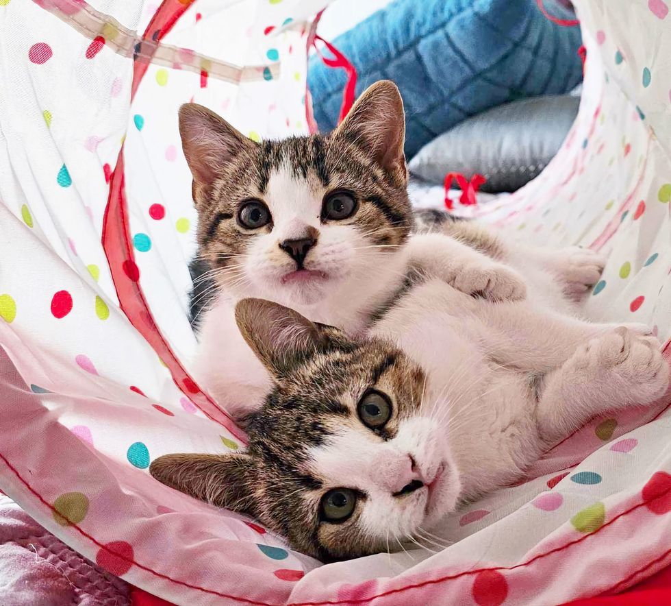 playful sweet kittens