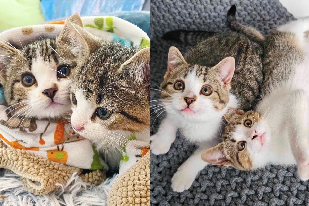 Kittens Spotted Near a Barn without Cat Mother Now Have Warmth and Comfort Away from the Cold