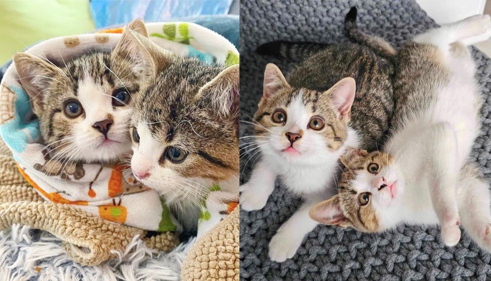 Kittens Spotted Near a Barn without Cat Mother Now Have Warmth and Comfort Away from the Cold
