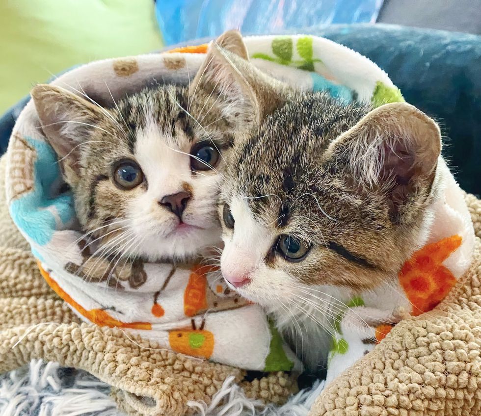 snuggly kittens tabbies