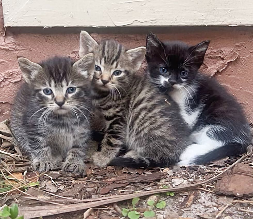 kittens porch yard