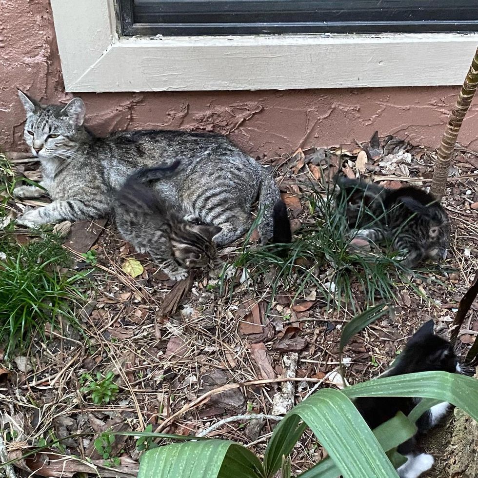 feral cat kittens