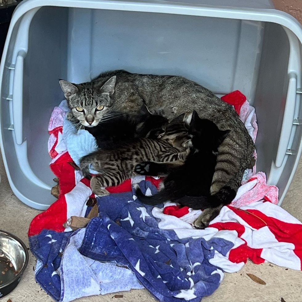 feral cat nursing kittens