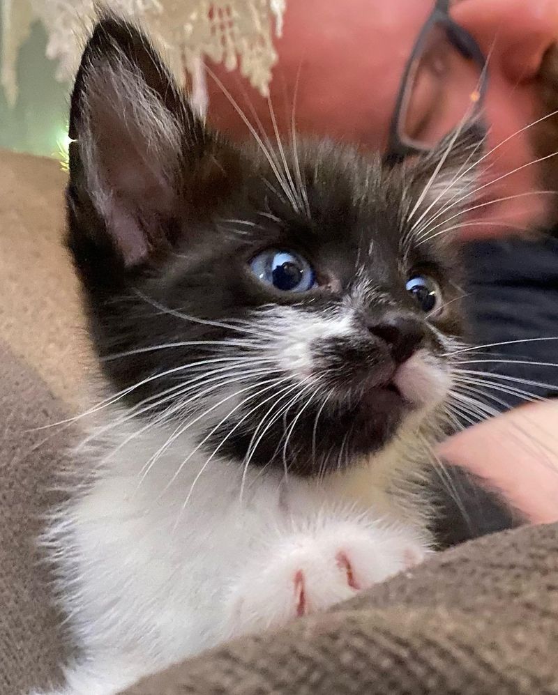 tuxedo kitten