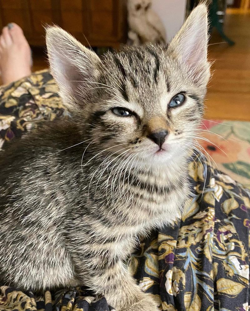 cute tabby kitten lap cat