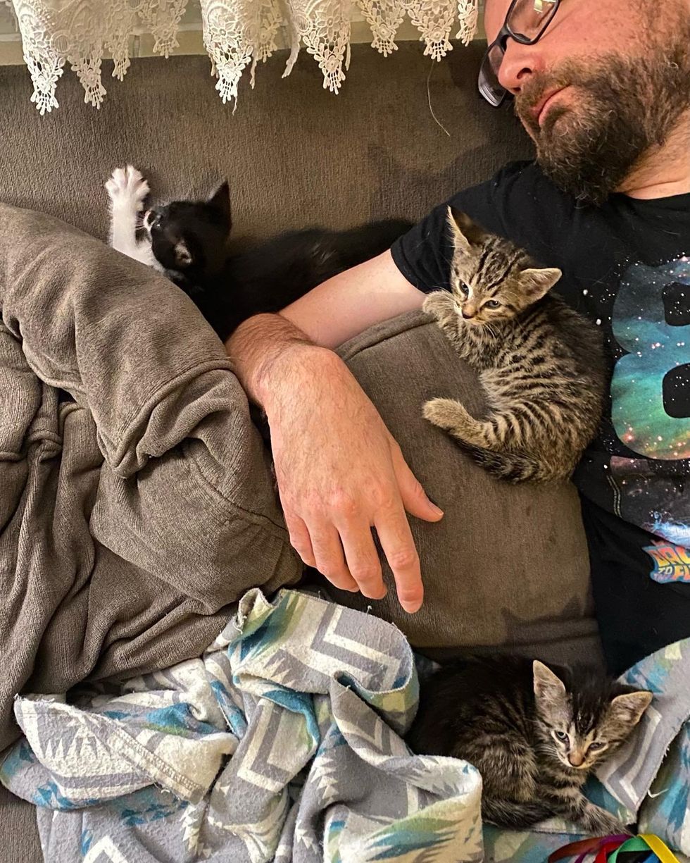 kittens snuggling man