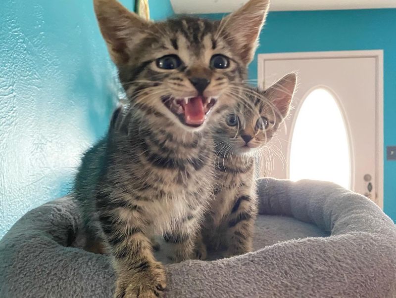 tabby kittens cat tree