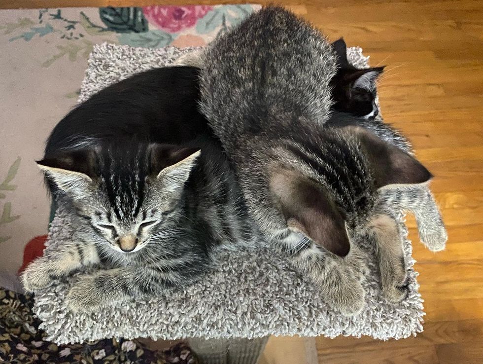 sleeping pile kittens