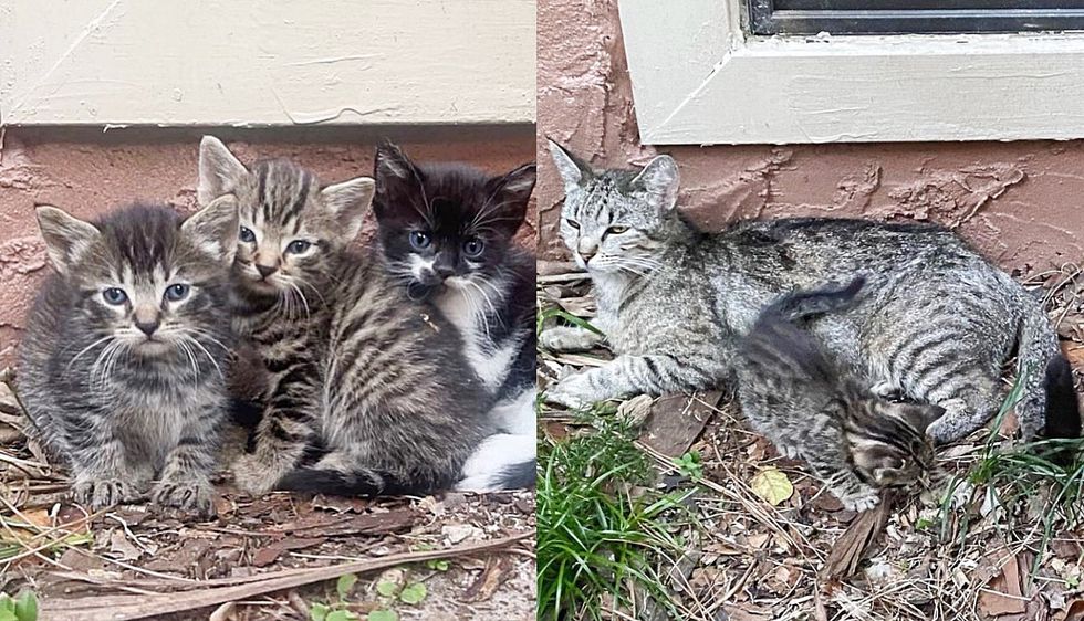 Cat Comes Upon Neighbor She Can Trust‚ a Little While Later There are Kittens Outside Her House