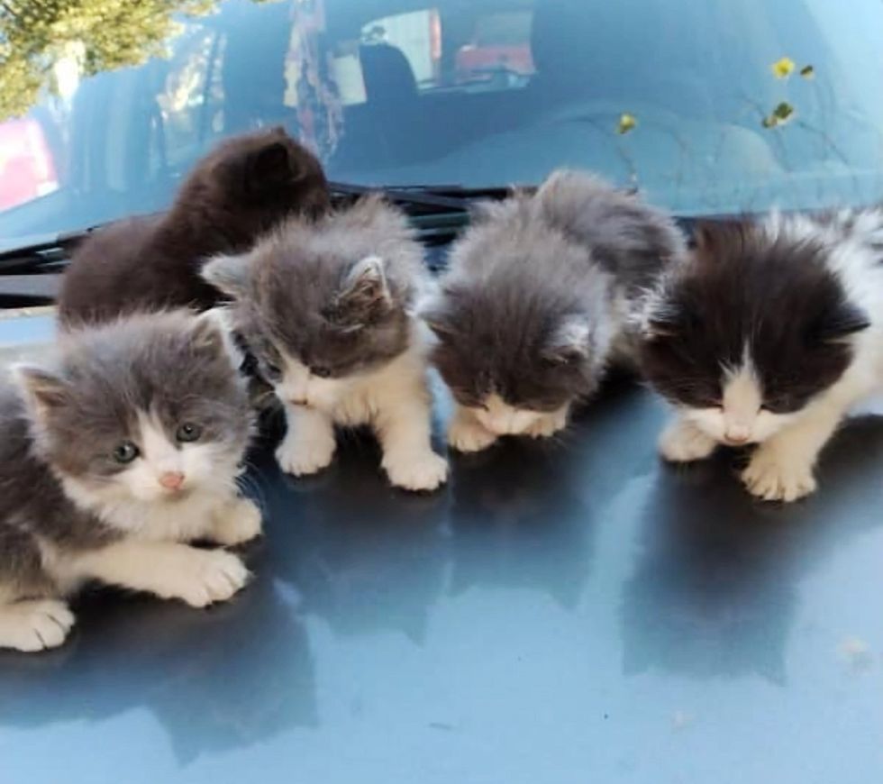 outdoor kittens car hood