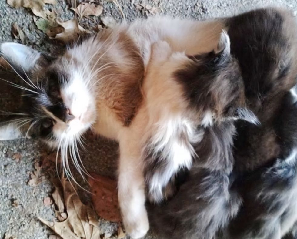 stray cat nursing kittens
