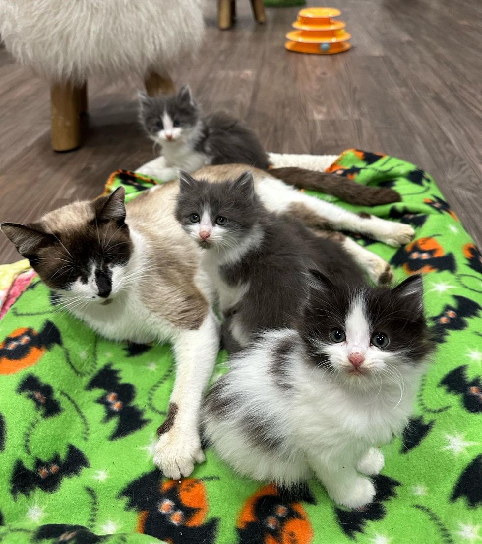 cat mom fluffy kittens