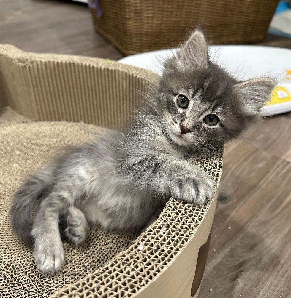 sweet gray kitten