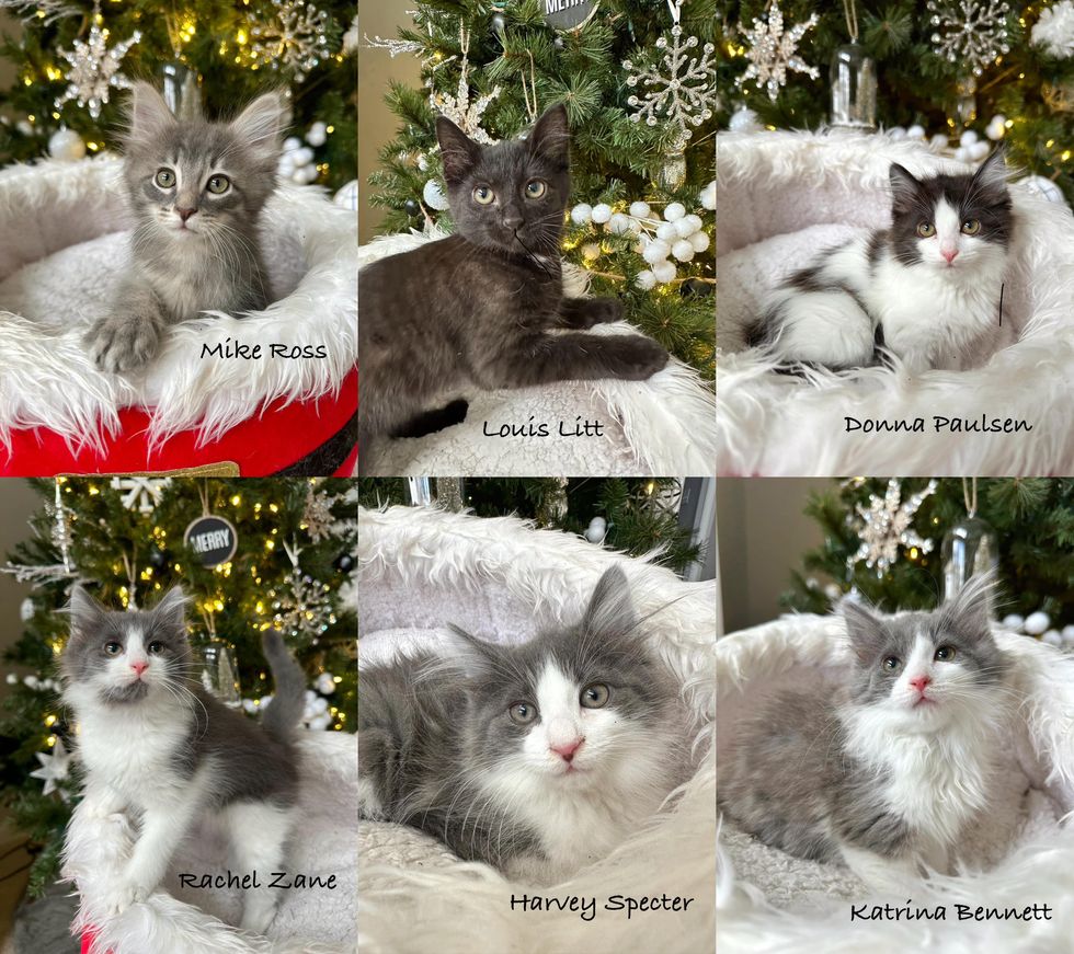 kittens Christmas tree