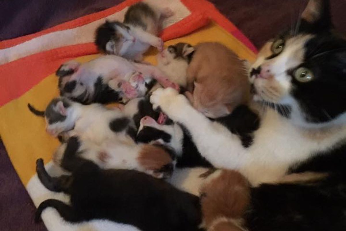 Rescue Cat Mom Hears Orphaned Kittens Cry, She Runs to Them... (with Updates)