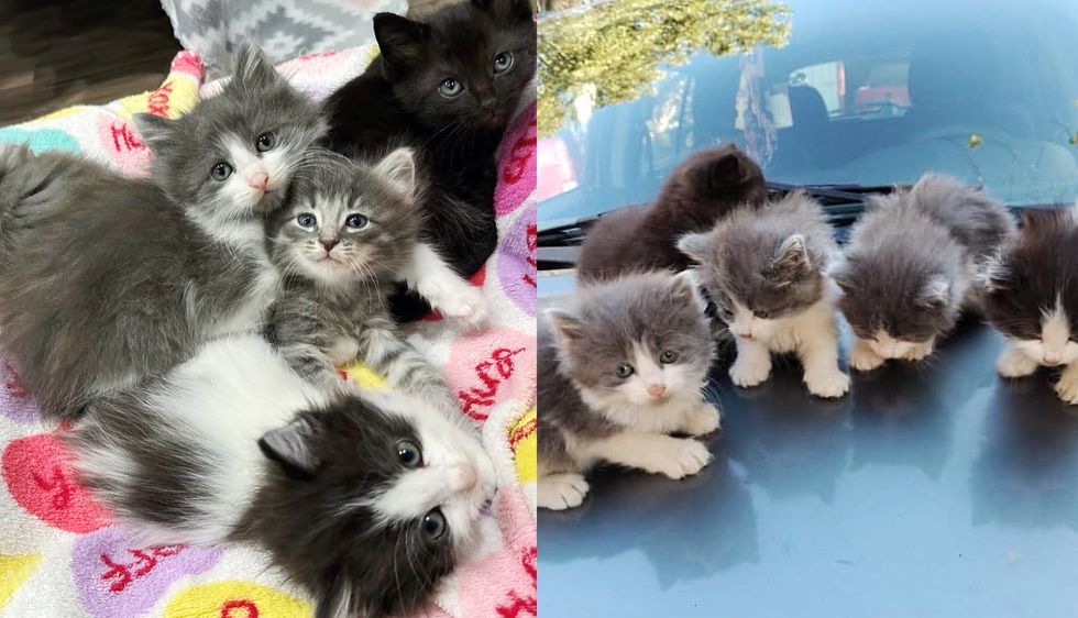 Cat and Her Five Tried to Stay Warm atop Old Car‚ Now Get Cozy Under Christmas Tree with Adopted Kitten