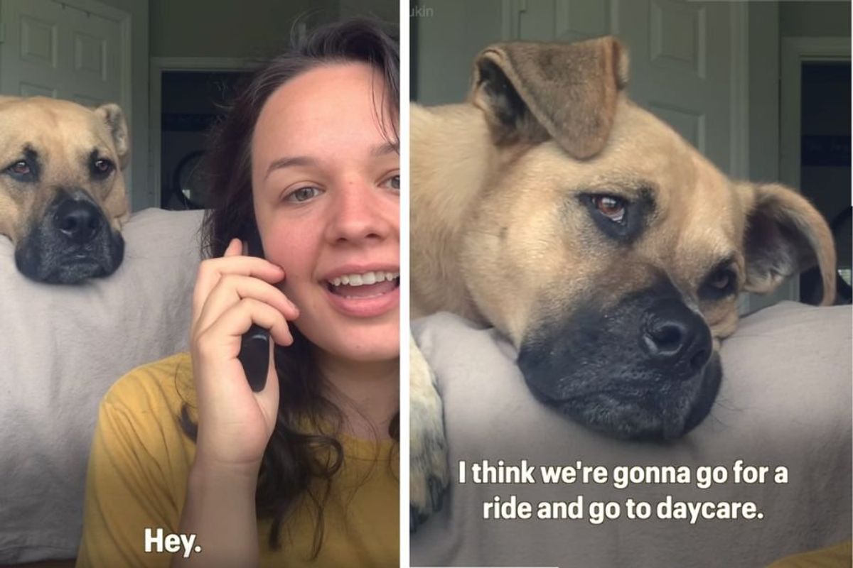 dog videos; pets; funny dog videos; dog hears phone call; dog excited phone call